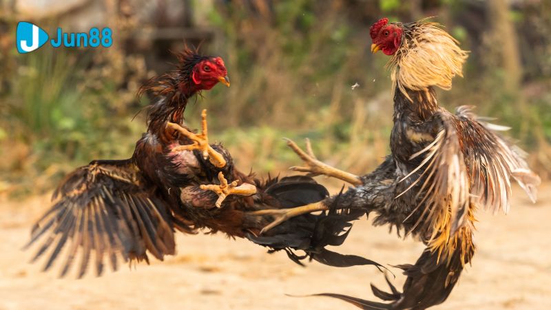 Kinh nghiệm chơi đá gà Philippines